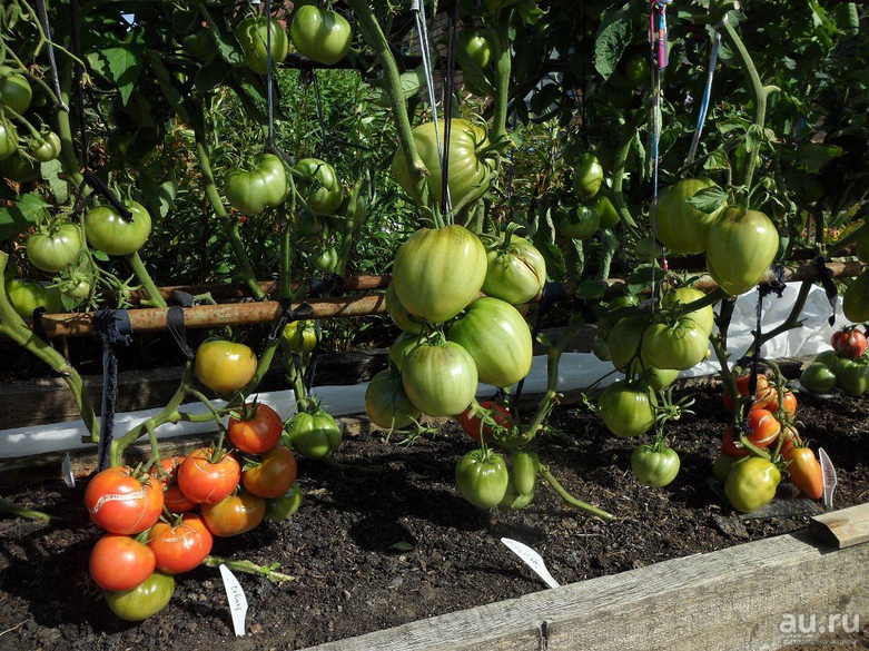 Как подвязывать помидоры в теплице из поликарбоната - общая информация - 2020