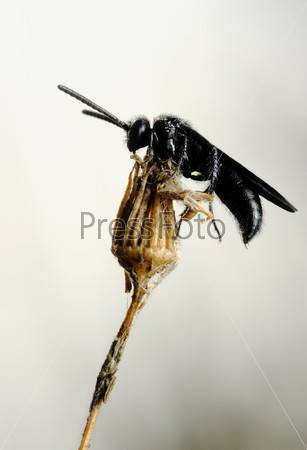 Черная пчела укус