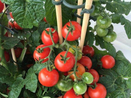 Как посадить помидоры в теплице правильно