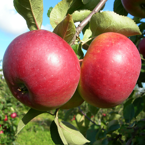 Белорусское сладкое ‭— ‬зимний сорт яблони