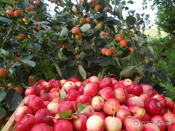 Подробная характеристика и особенности выращивания яблони сорта легенда