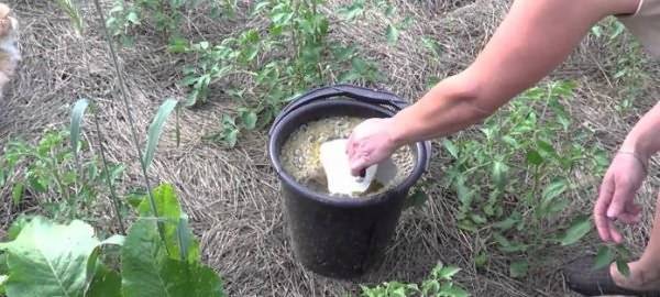 Дрожжевая подкормка для огурцов и помидоров: как удобрять и поливать