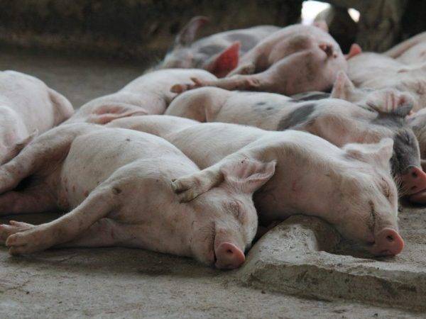 Разведение свиней: выбор породы, случка, супоросность и опорос