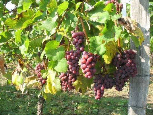 Виноград кодрянка: описание сорта, фото, плюсы и минусы, посадка и уход, отзывы