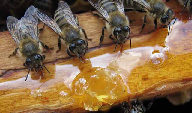 Зимовка пчел и подготовка к зимовке бочка мёда