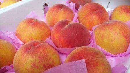 Особенности гибрида яблока с персиком