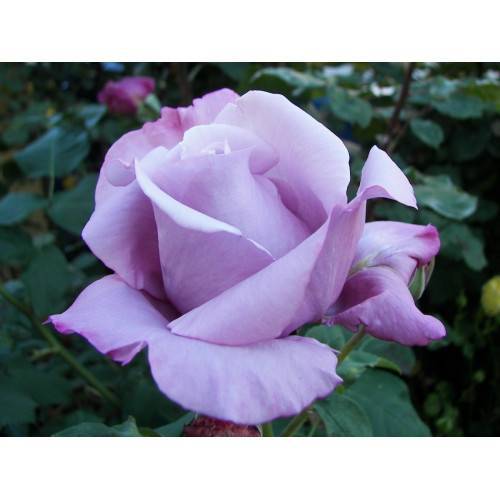 Роза чг осиана — на волне любовных страстей