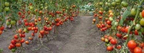 Ранние низкорослые томаты сибирской селекции для открытого грунта