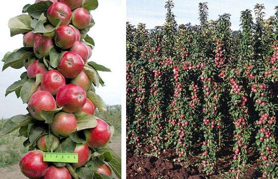 Колоновидная яблоня — декоративная культура с обильным плодоношением