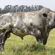 Необычная порода из айовы — плюшевая корова