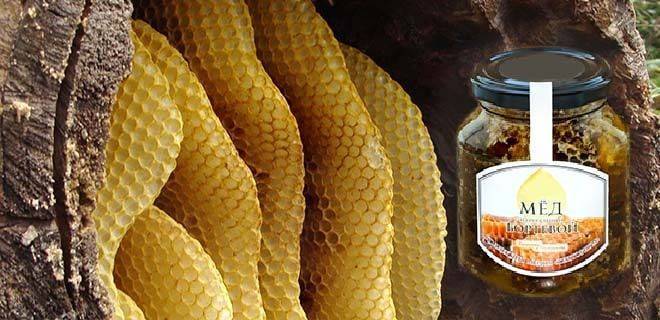 Мёд диких пчёл: характеристика, польза и вред употребления