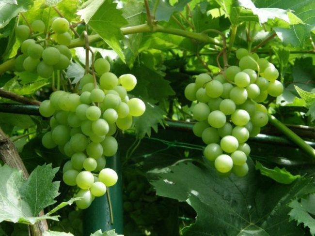 Виноград галбена ноу характеристика и описание сорта посадка