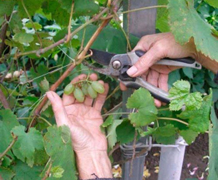 Обрезка винограда для начинающих