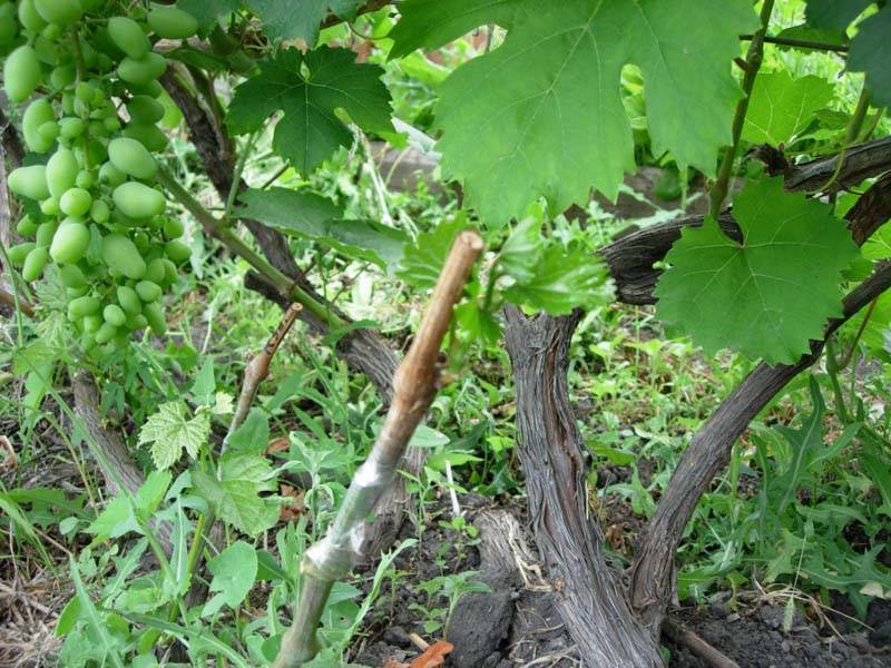 Как правильно обрезать виноград: инструкция для начинающих
