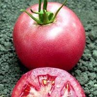 Томат "пинк буш" f1: описание и характеристики сорта, урожайность помидор, рекомендации по выращиванию и фото-материалы