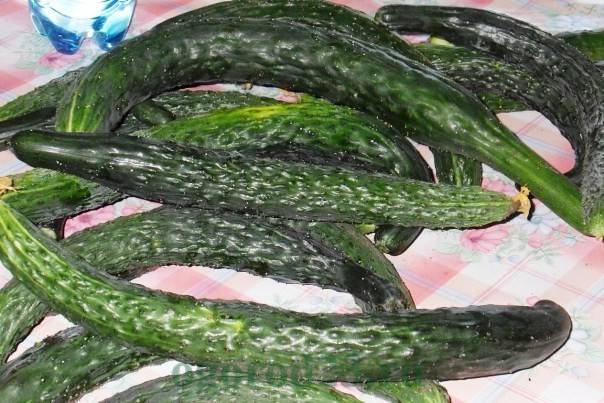 Как приручить китайского змея – раскрываем секреты выращивания китайских огурцов