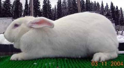 О кроликах породы белый великан: описание характеристик, разведение и содержание