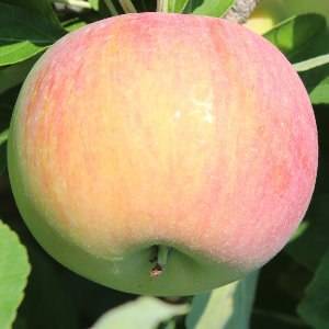 Сортовая характеристика яблони солнцедар
