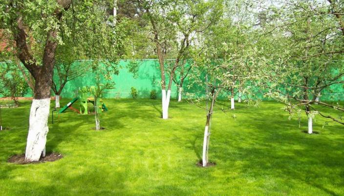 Совместимость плодовых деревьев и кустарников на участке в саду