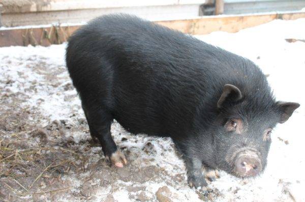 Черная свинья: описание и разведение породы
