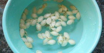 О замачивании семян кабачков перед посадкой: правила подготовки к проращиванию