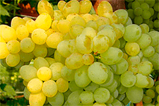 Бессемянный виноград кишмиш 342