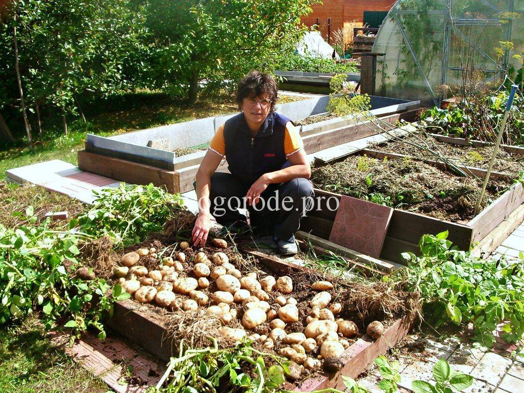 Выращивание картофеля в мешках: технология пошагово, плюсы и минусы, необходимые условия, а также сравнение с посадкой овоща в бочки и ящики