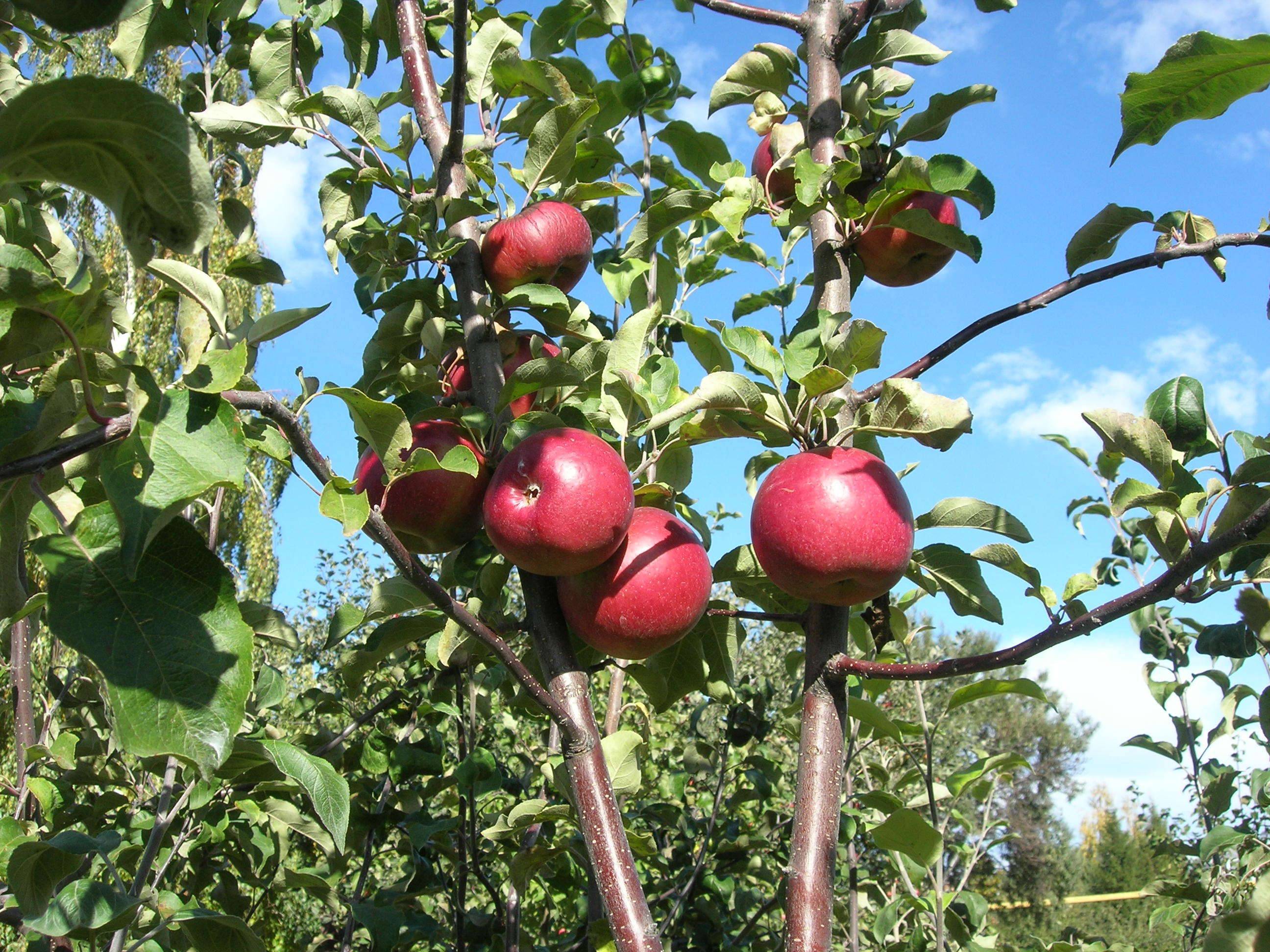 О яблоне Антей, описание, характеристики сорта, агротехника выращивания