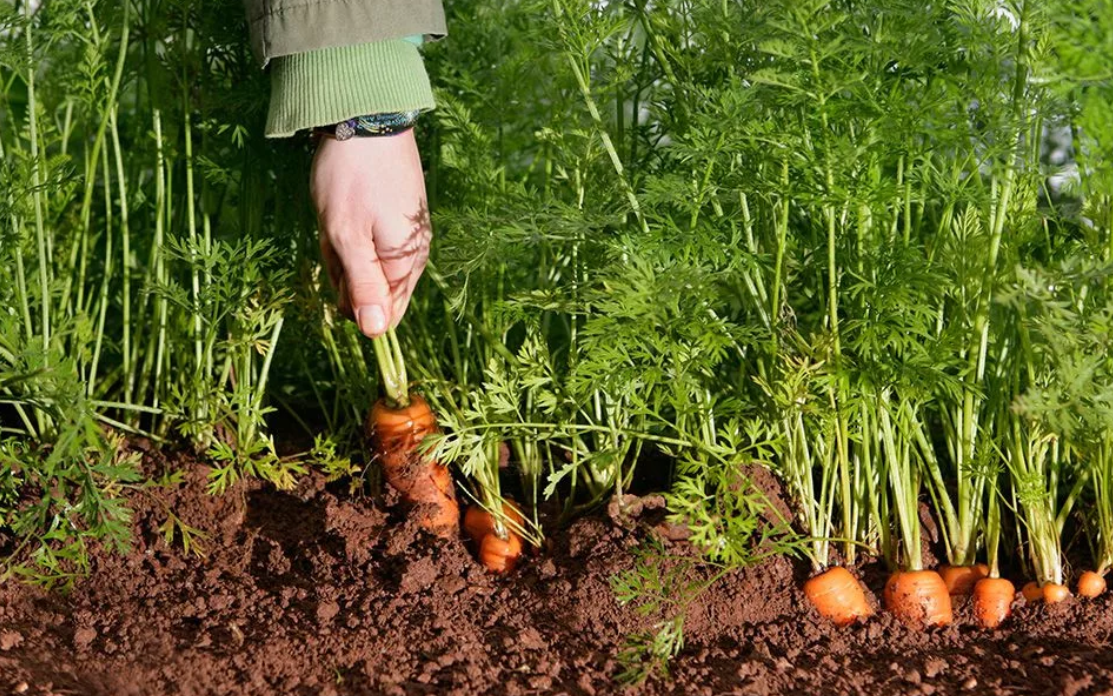Посадка моркови весной: как правильно садить семена в открытый грунт?