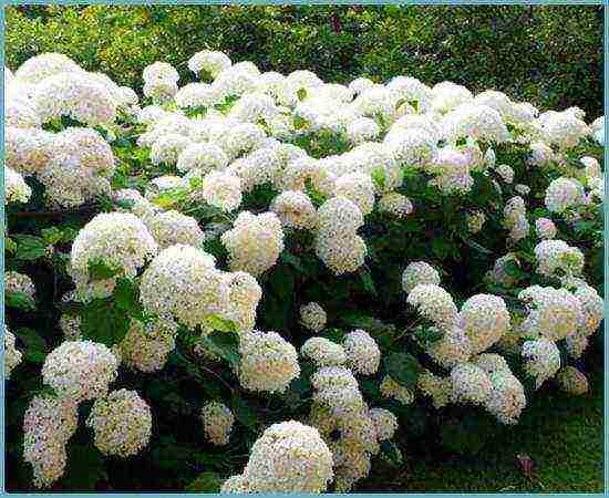 Садовая гортензия (82 фото): посадка и уход за цветами в открытом грунте. как она размножается? выбираем удобрения