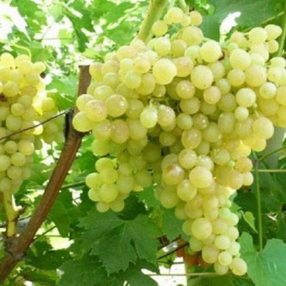 О винограде Цитронный Магарача: описание и характеристики сорта, посадка и уход