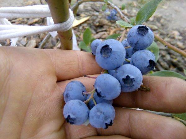Голубика эллиот: правила выращивания, польза и вред