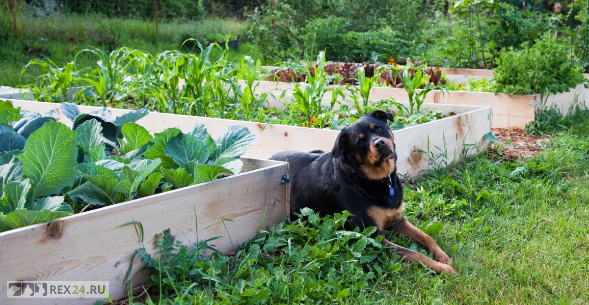 Как отучить собаку топтать грядки и рыть подкопы на огороде