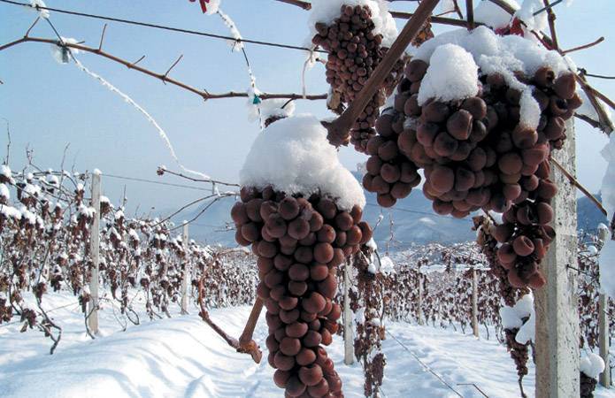 Как правильно и когда открывать виноград после зимовки