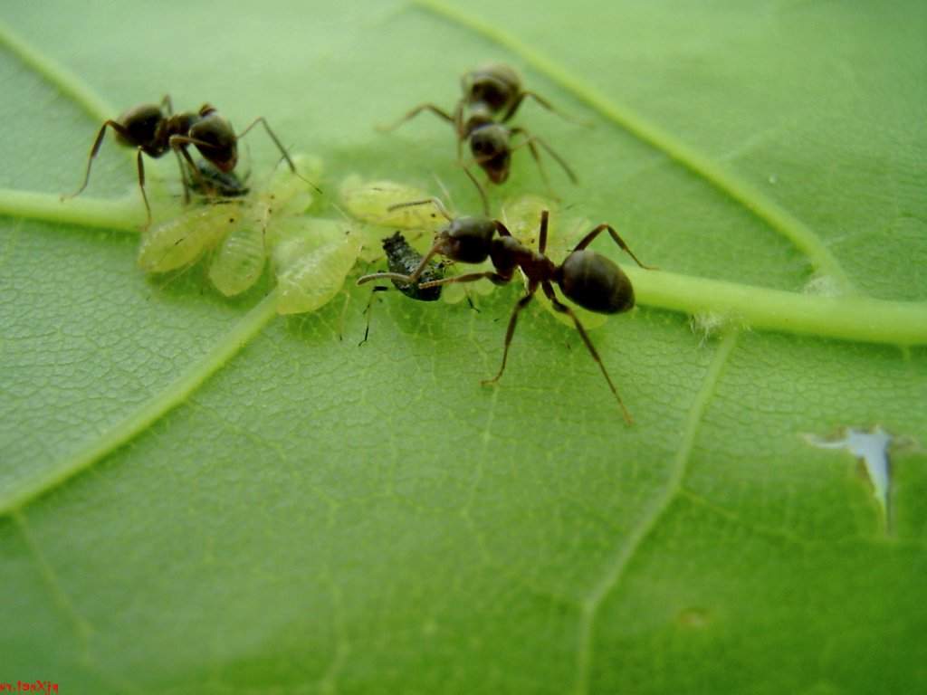 «портят весь вид»: как избавиться от муравьёв на пионах