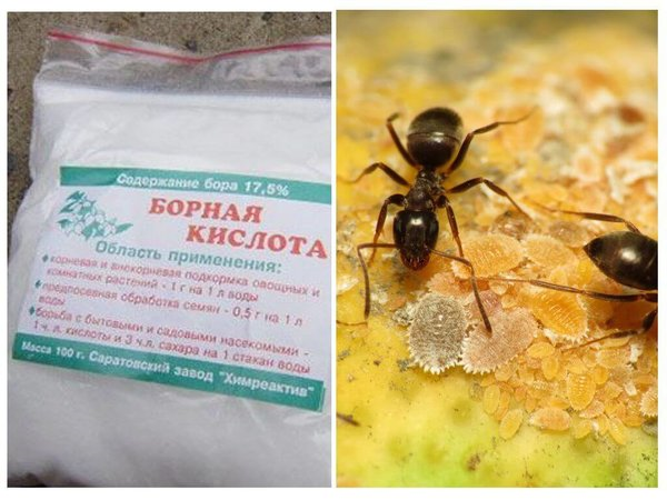 Как применить борную кислоты от муравьев в огороде: методы борьбы на грядках