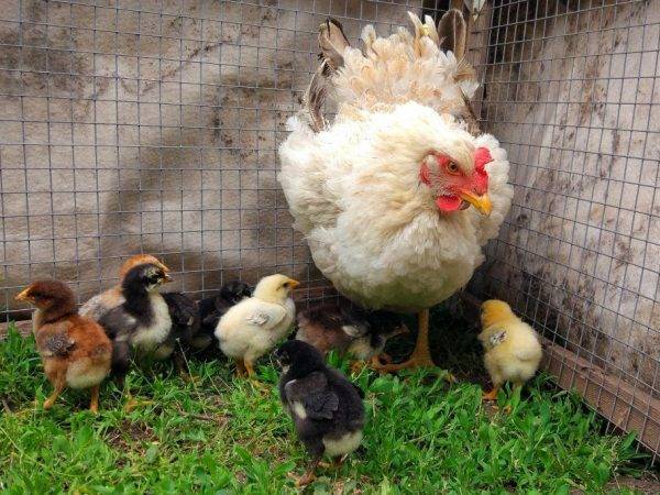 Чем кормить цыплят - рацион, суточных, недельных, месячных цыплят