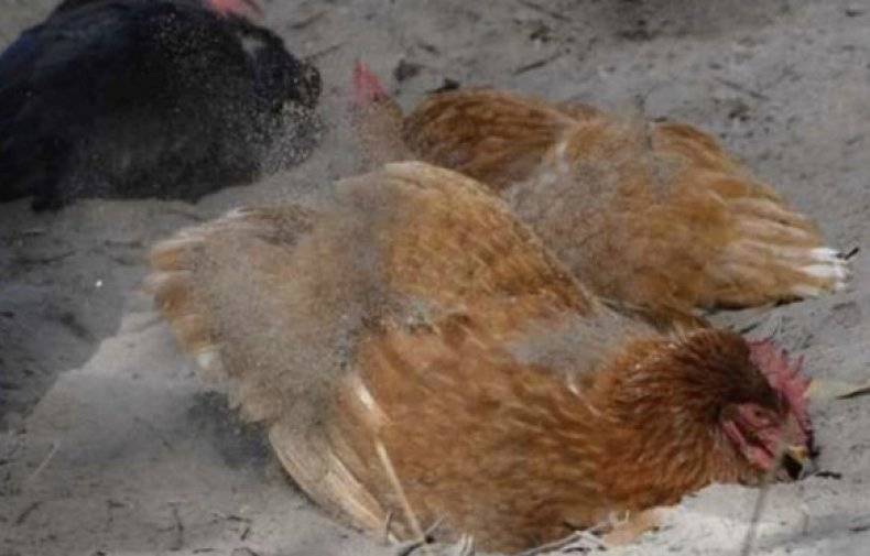 Как бороться с куриным клещом и чем обработать птиц? куриный клещ: лечение, профилактика как уничтожить куриных клещей в курятнике