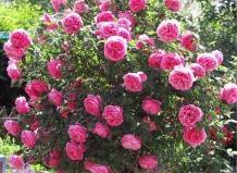 Обрезка плетистой розы после цветения летом