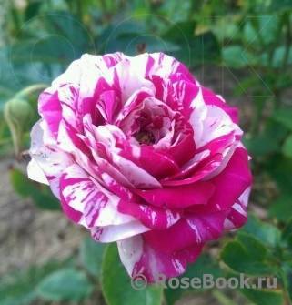 О лучших сортах розы Renaissance: Изабель, Ghita, Амелия, Бонита, Каприция, Клер