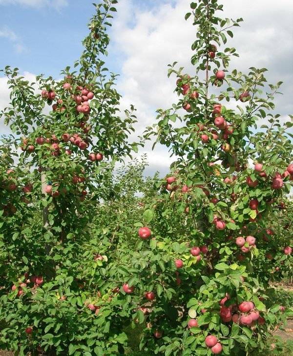 Яблоня сорта лобо – канадский сувенир
