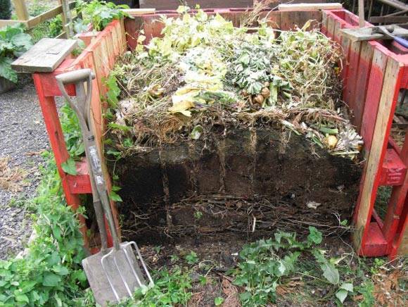 Правила выращивания тыквы в открытом грунте, способы посадки и особенности ухода