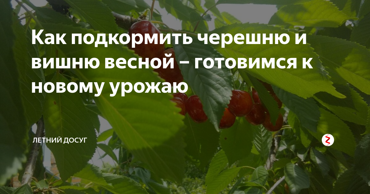 Чем подкормить вишни весной для хорошего урожая