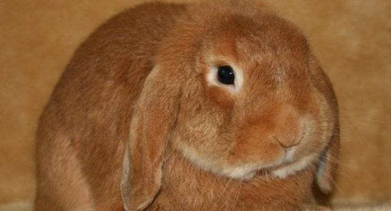 Лечение глистов у кроликов