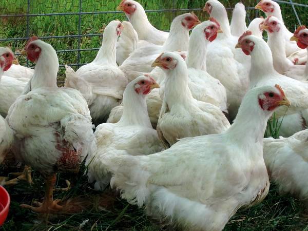 Бройлер cobb 500 (29 фото): описание породы, таблица веса цыплят по дням. режим инкубации. отзывы владельцев