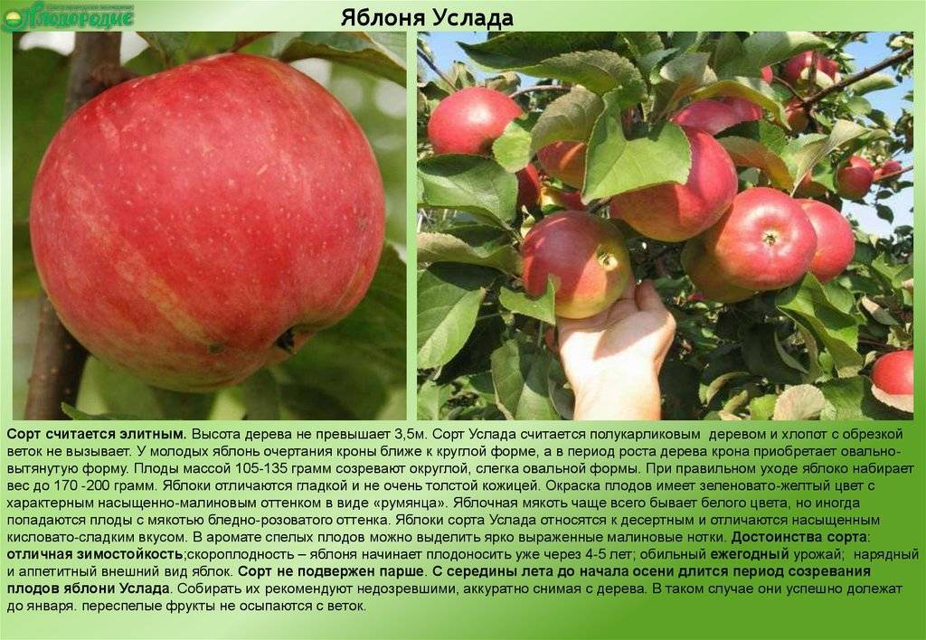 Яблоня «услада»: описание сорта, фото и отзывы