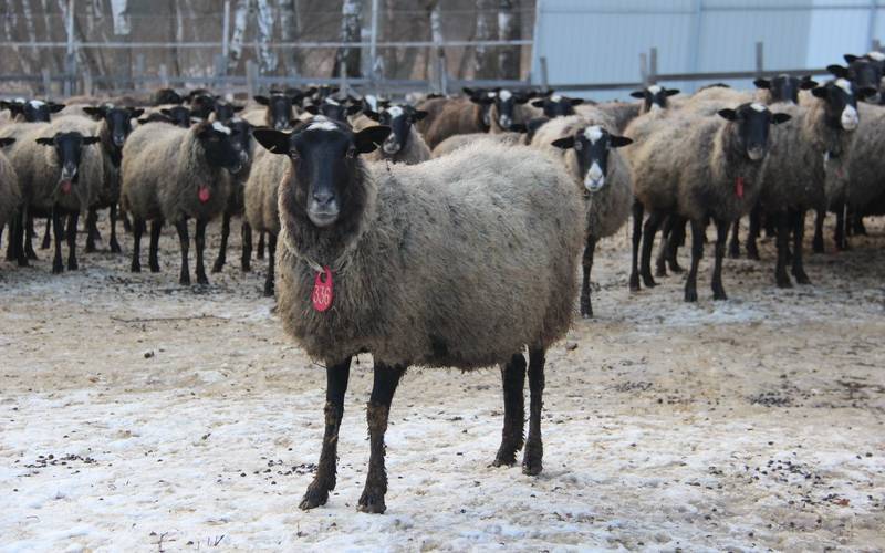Разведение овец романовской породы на шерсть и мясо