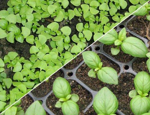 Выращивание салата в открытом грунте и домашних условиях