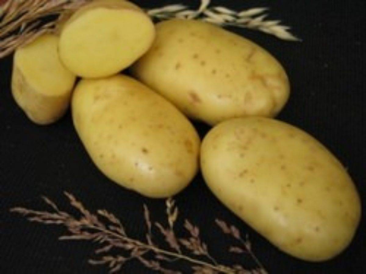 Методика выращивания картофеля сорта «аусония»