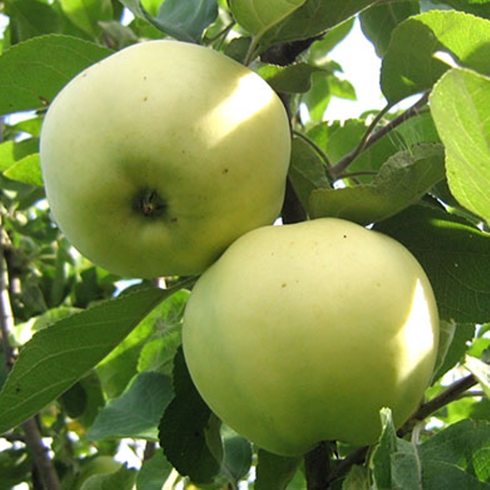 Антоновка (сортотип яблони) — википедия. что такое антоновка (сортотип яблони)